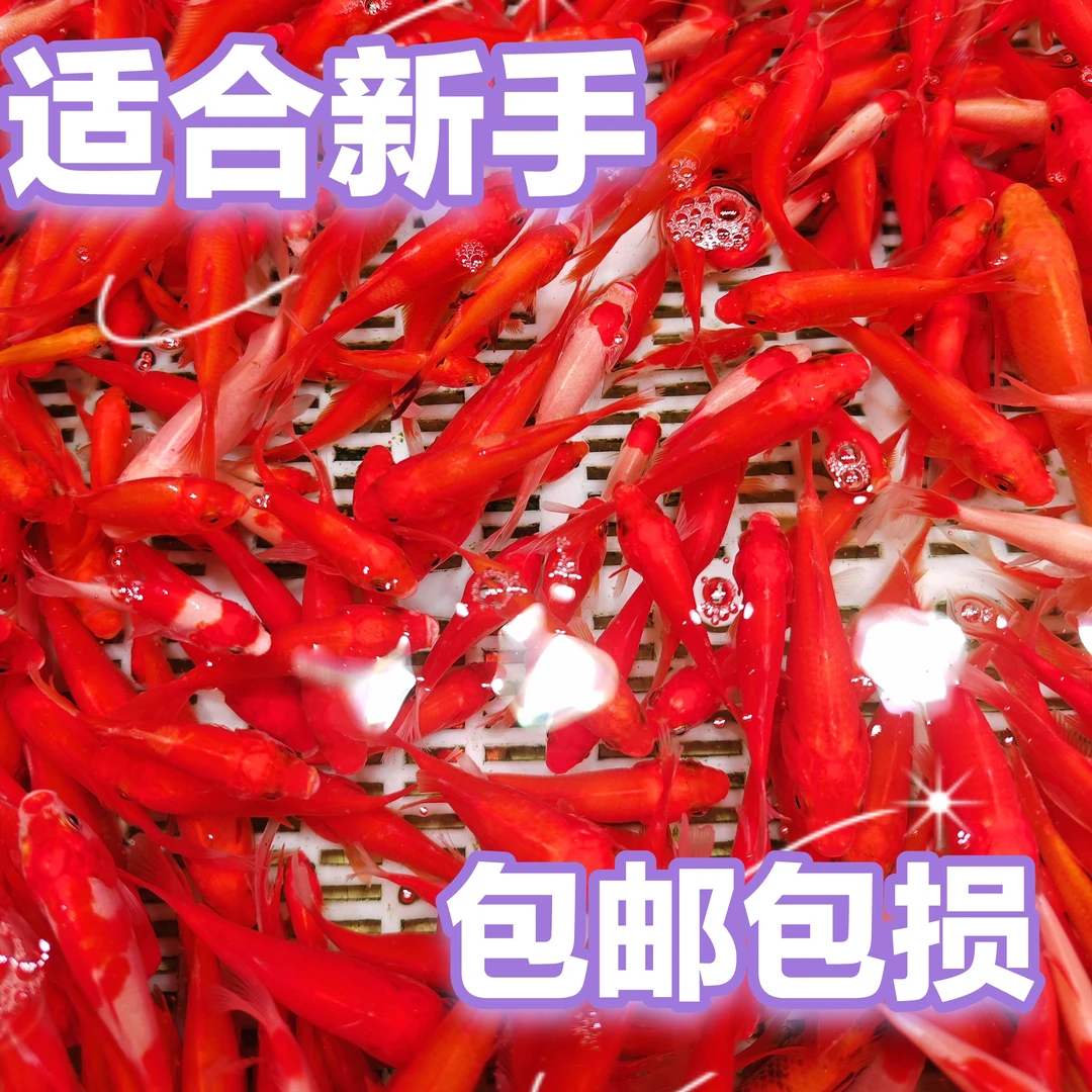 【冷链包邮】红宝石观赏鱼5-7公分，15条 颜色混搭 好养耐活