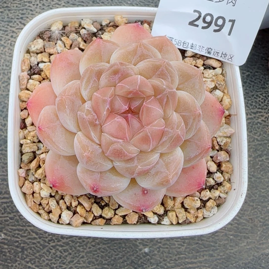 白巧冰魄，2991多肉