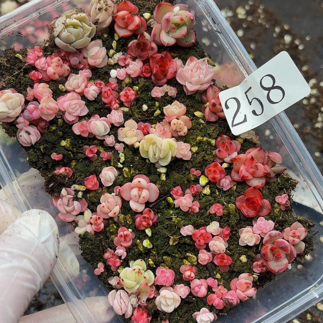 多肉植物多肉植物258