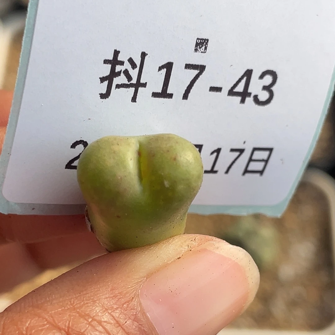 17-43鲁提辖多肉植物