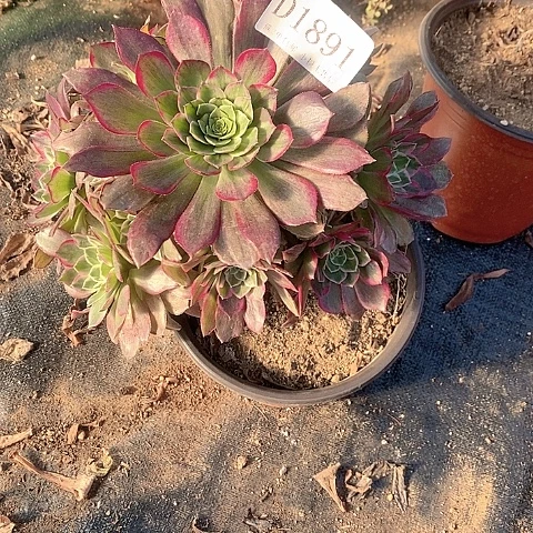 1891莲花多肉法师锦