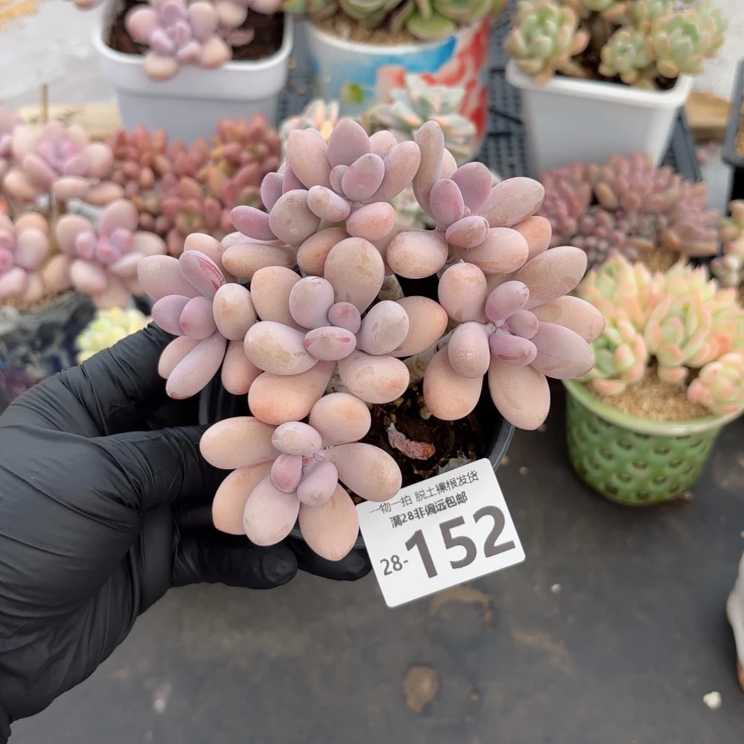 糖果桃蛋老桩多肉多肉