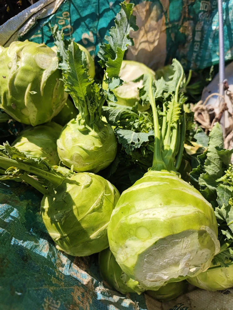 （农家苤蓝菜）贵州农家露天种植苤蓝菜