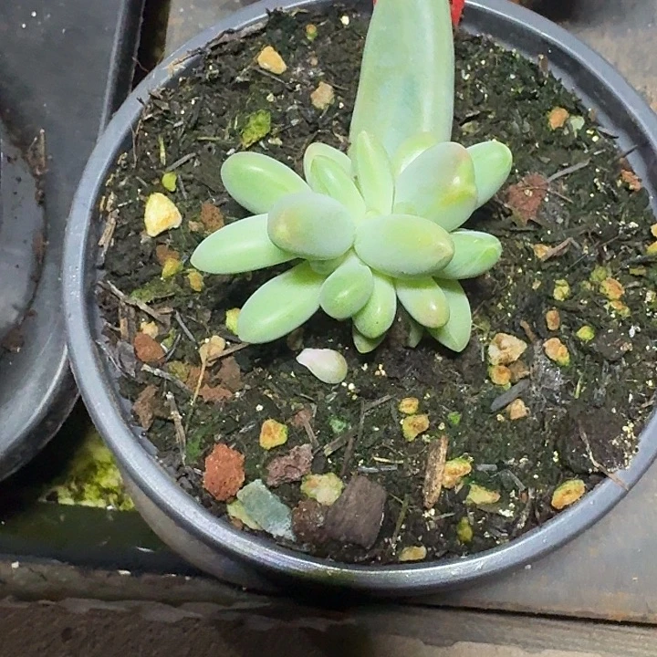 戴蒙德529多肉植物