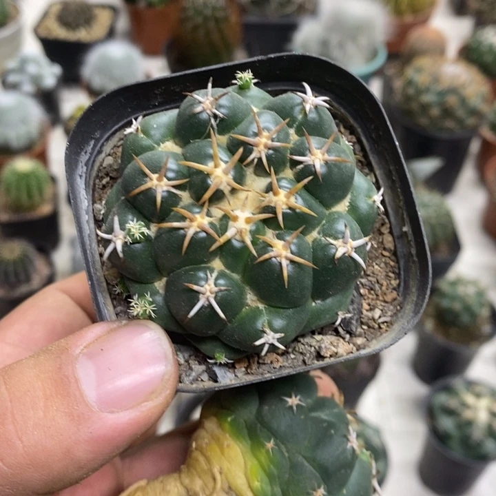 实生豪刺象牙特价