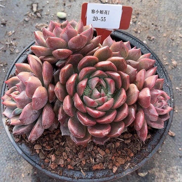 20.55伯尼皮卡一个多肉