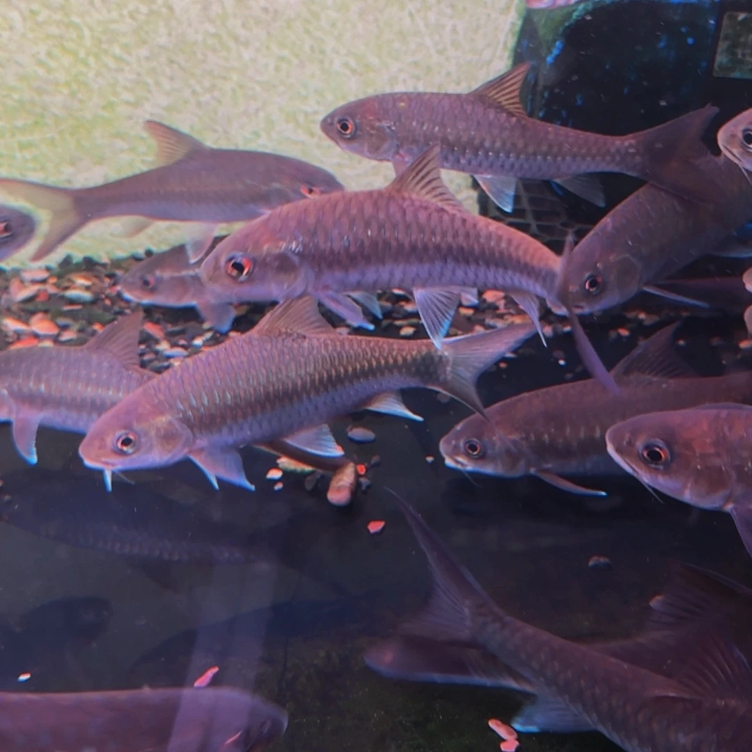 海水鱼红史新光唇