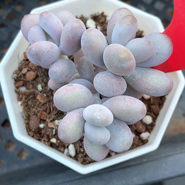 多肉植物蛋黄奶1287