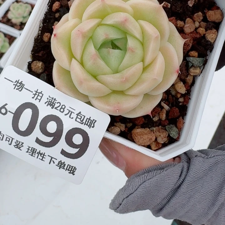 麦秆无盆土发货多肉多