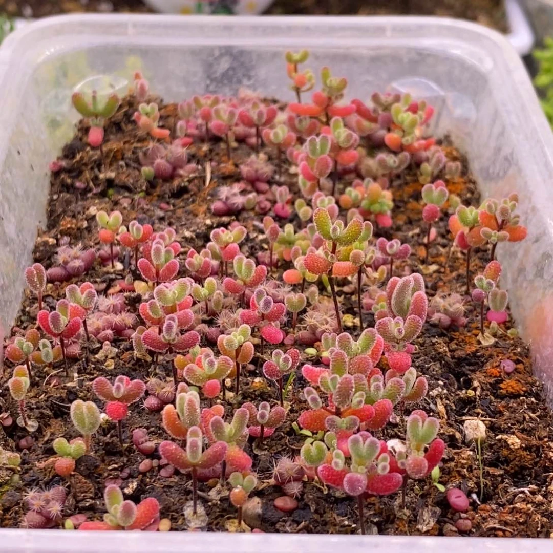 78混合切糕。  10个品种。