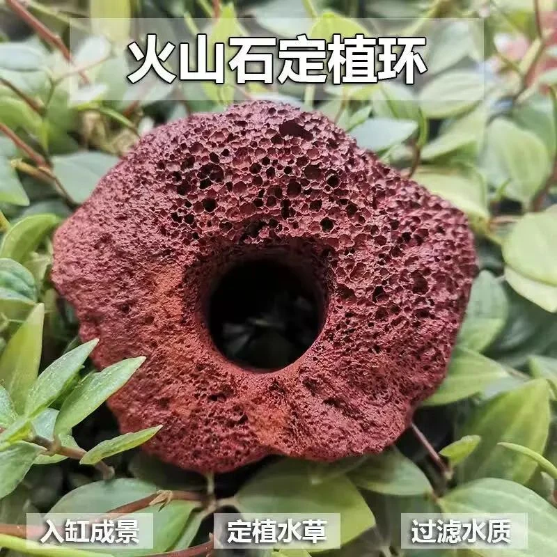 火山石定植环水草底沙鱼缸造景装饰新手懒人绿植打孔固定植物底座