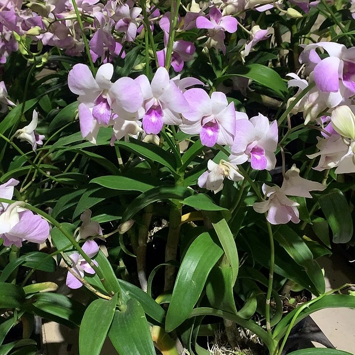 完全开放紫霞仙子大小2苗裸根发花叶不包损