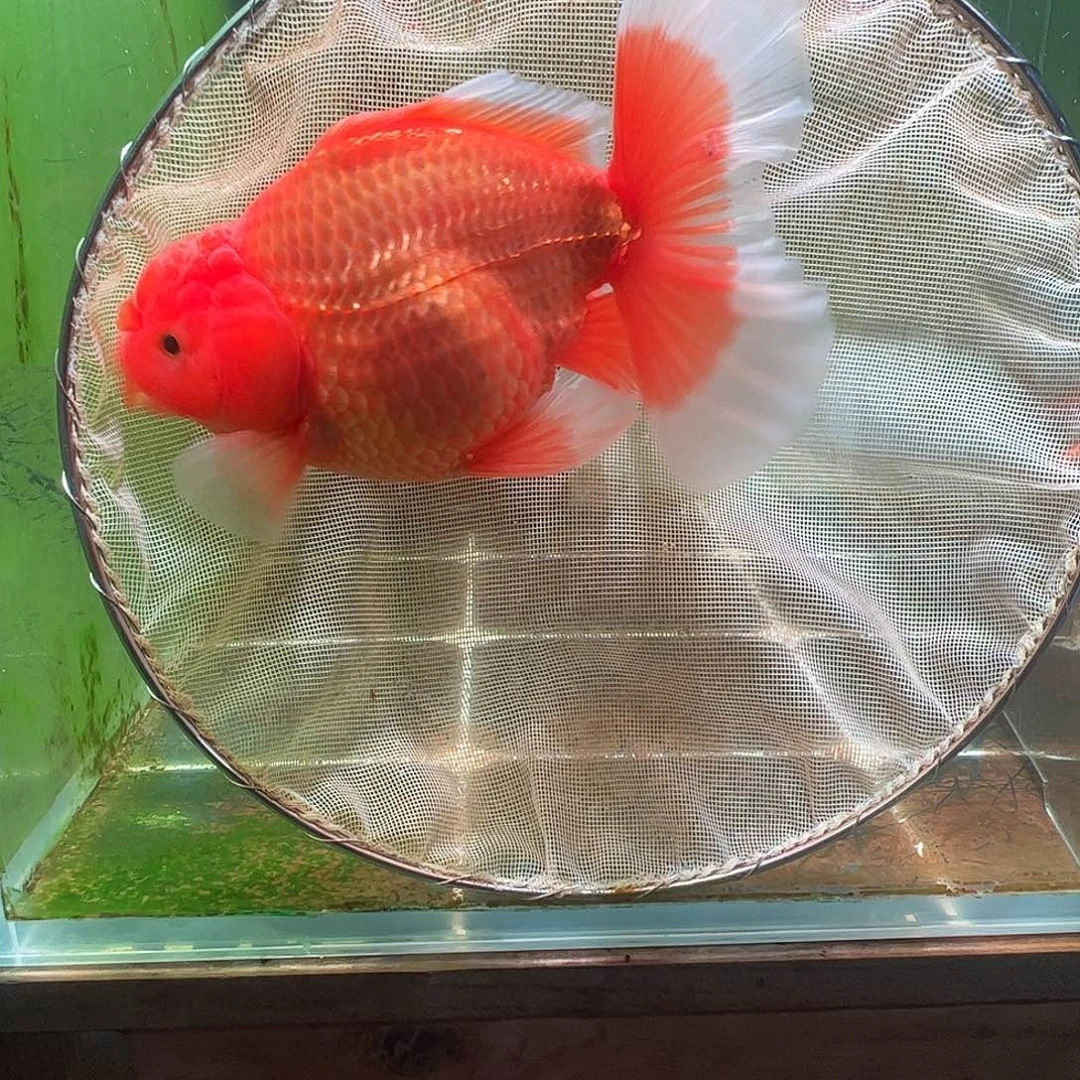 金鱼百褶泰狮压成7