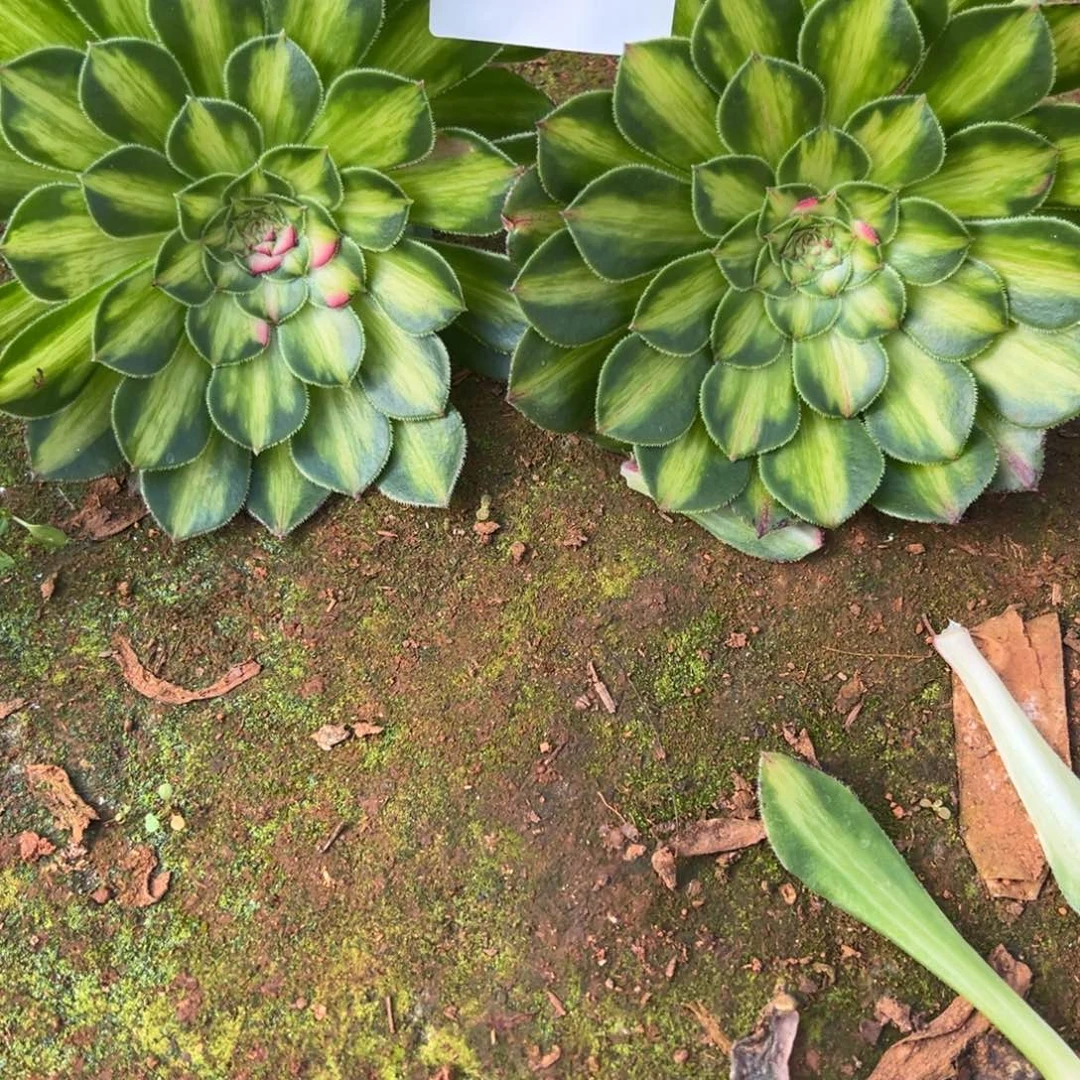 精品多肉植物150