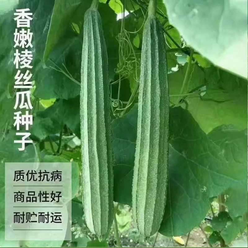 【全店满5包包邮】棱角丝瓜种子 蔬菜种子丝瓜种子菜种籽