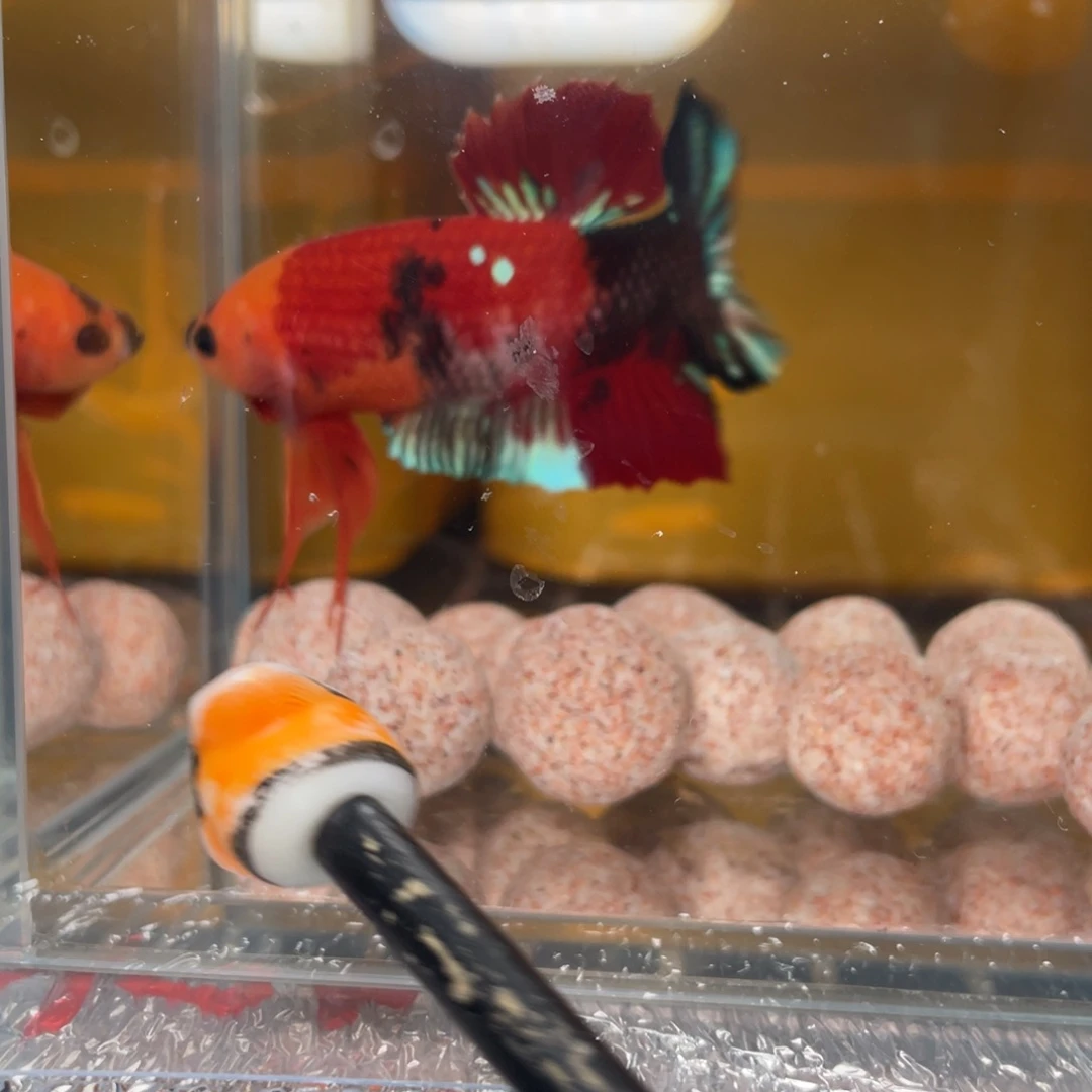 斗鱼12.31 巨斗 082