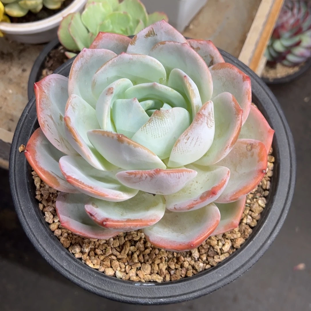 凤橙 单头 夏鸣园艺