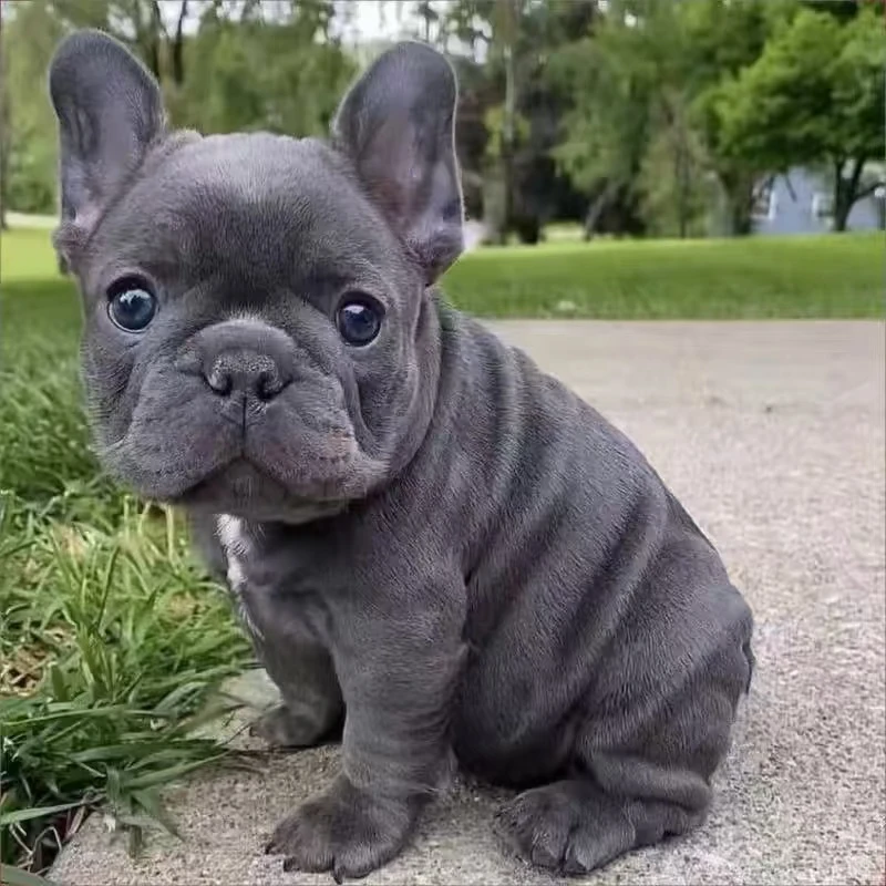 蓝色法斗法斗幼犬法国斗牛犬纯种斗牛犬法牛小型好养家庭陪伴犬