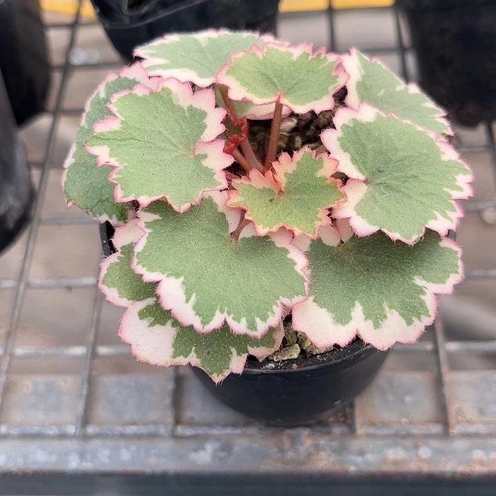 我也不知道我为什么要这样