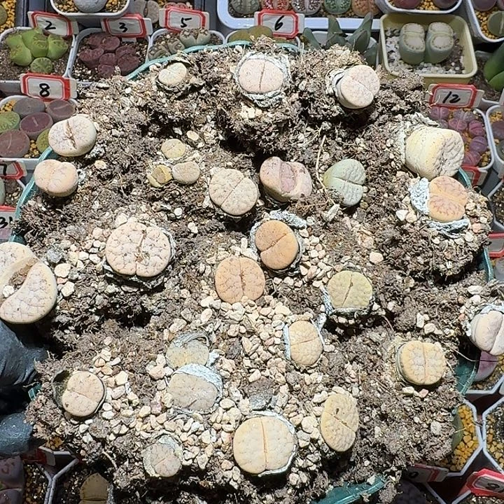 生石花111111。 无售后。  109