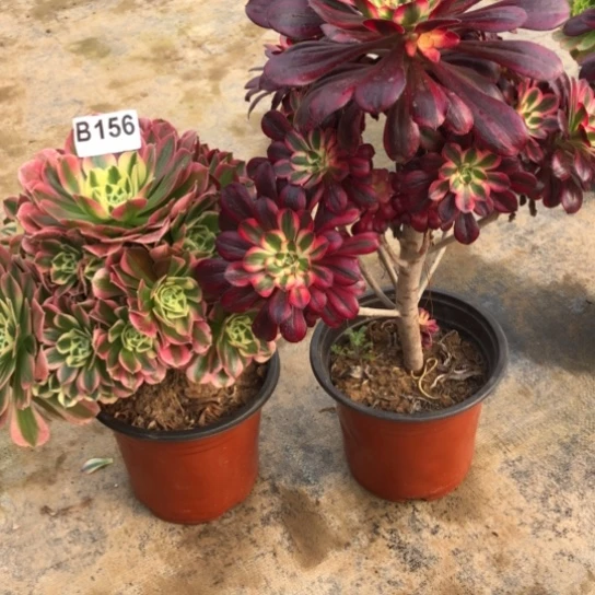 法师多肉植物青***柚法师156.157