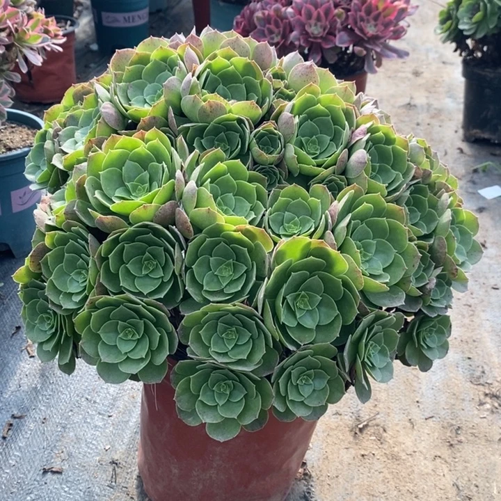 万圣节多肉植物127