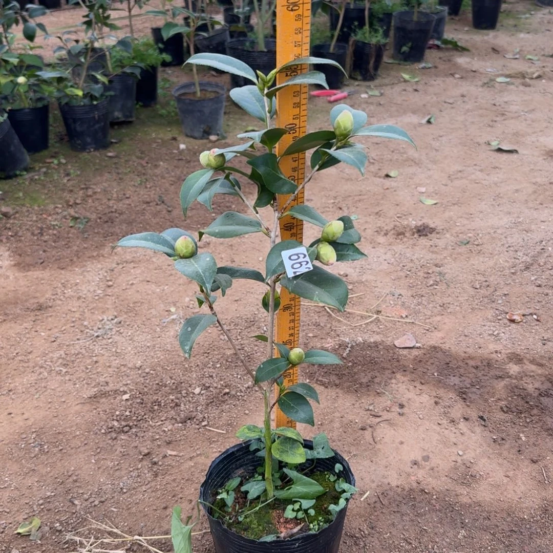 少量花朵（建议范围：2朵-5朵 或40%以下）662友之浦