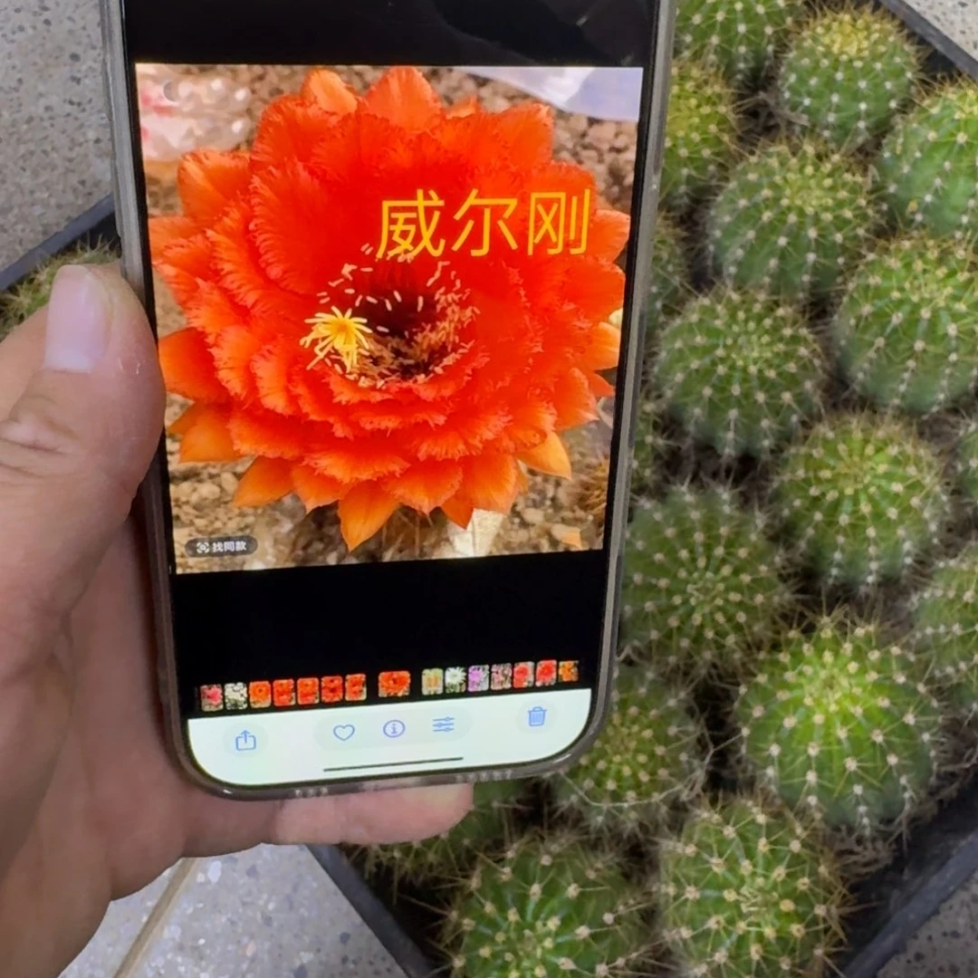 360毛威尔钢脱土发货6公分左右，20包邮