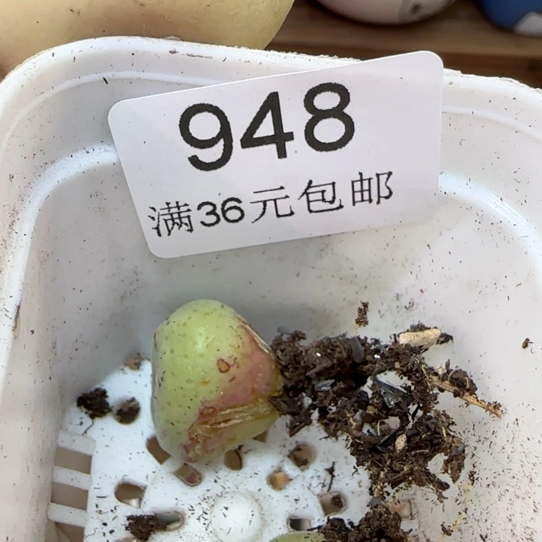948绿豆糕绿豆糕