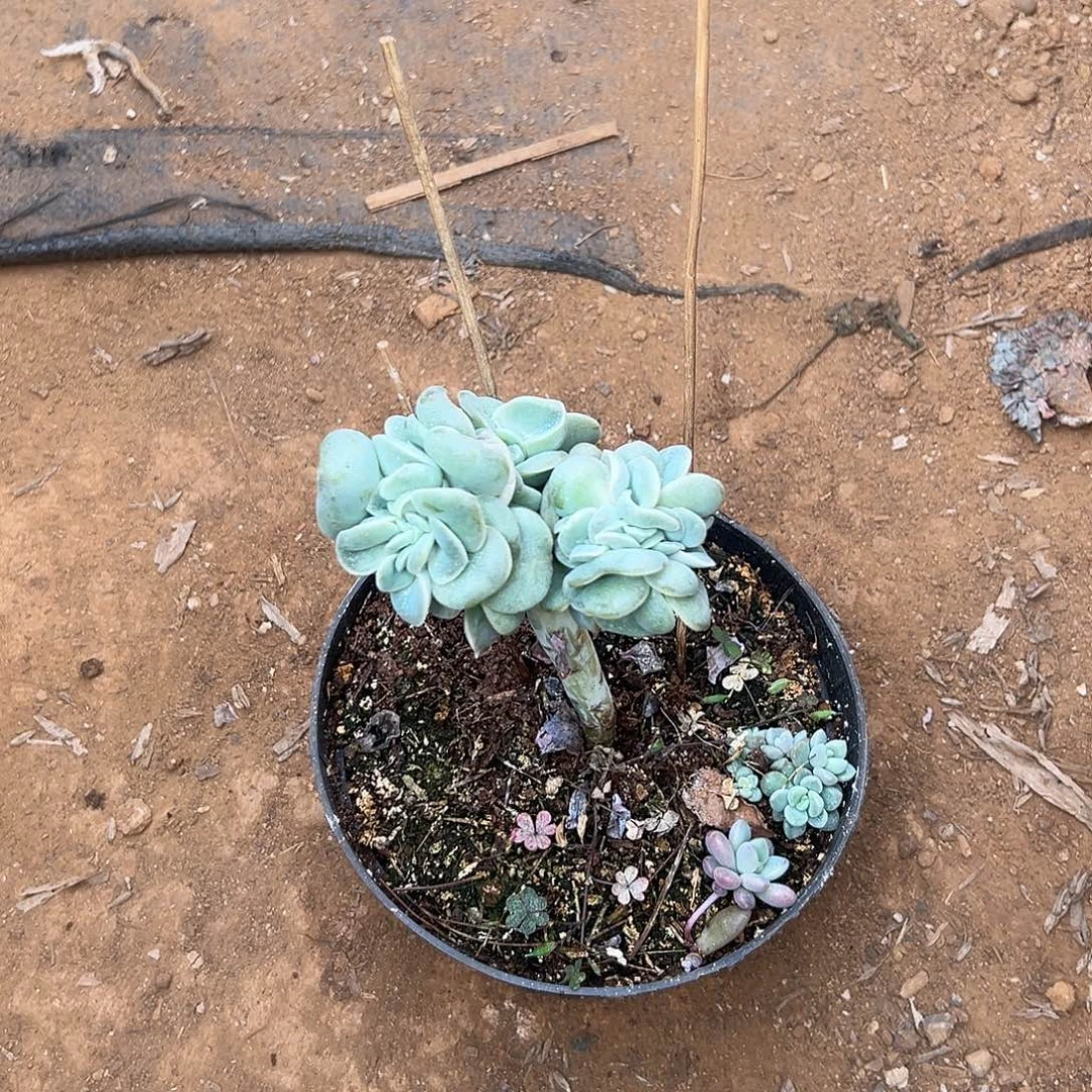 骑***鲸多肉植物实物直播实物20