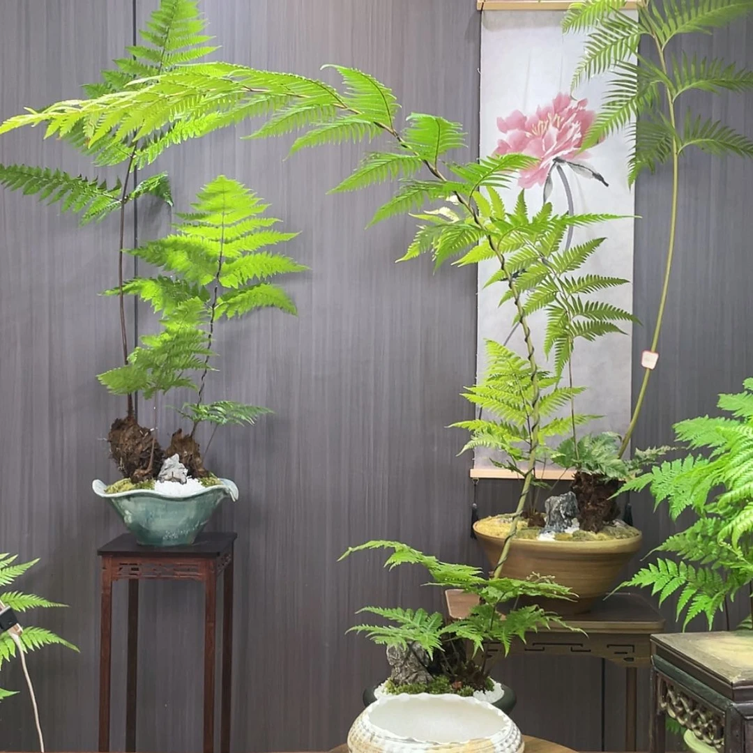 【闪购商品】全部花朵S***g蕨