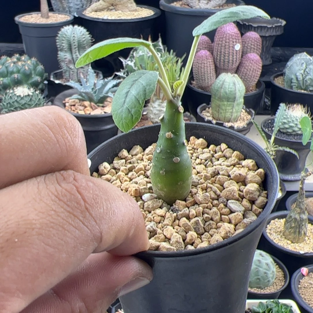 实生琉桑一物一拍
