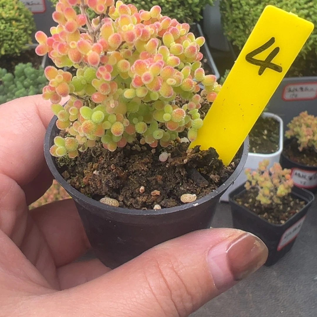 精控蜜橘4号6.5盆