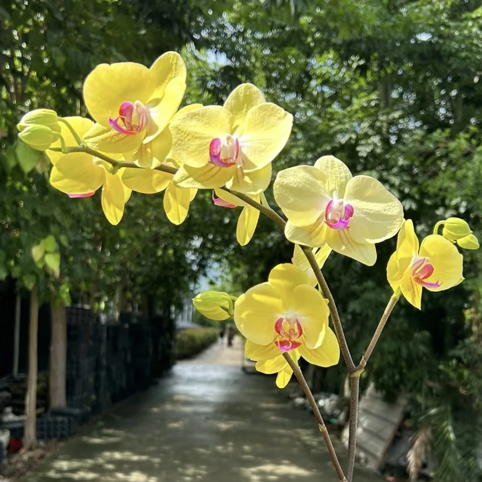 富乐夕阳蝴蝶兰 年宵花盆栽花卉多年生室内阳台易养护