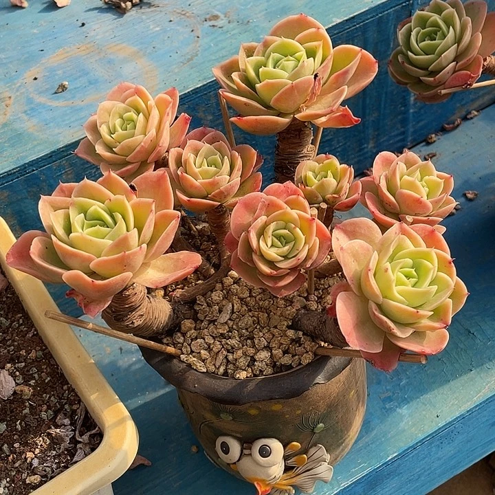 多肉植物星娜塔群