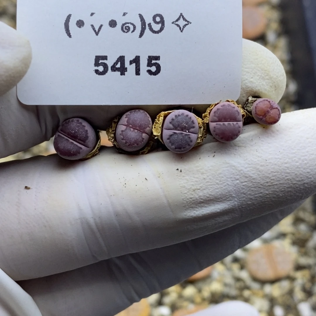 莓*汽5415。18包邮.当天凑哦。新疆西藏88包邮