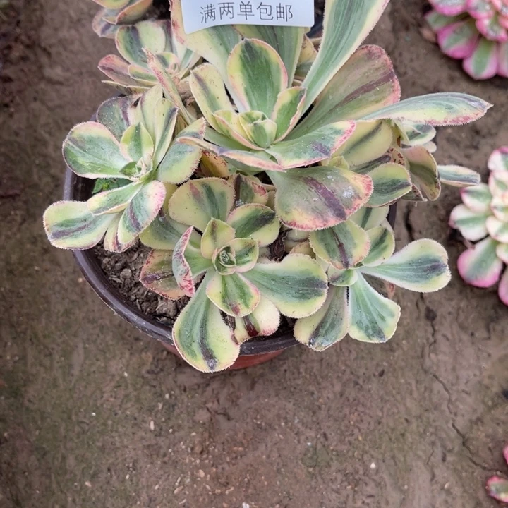 青花瓷的人多肉的人3090