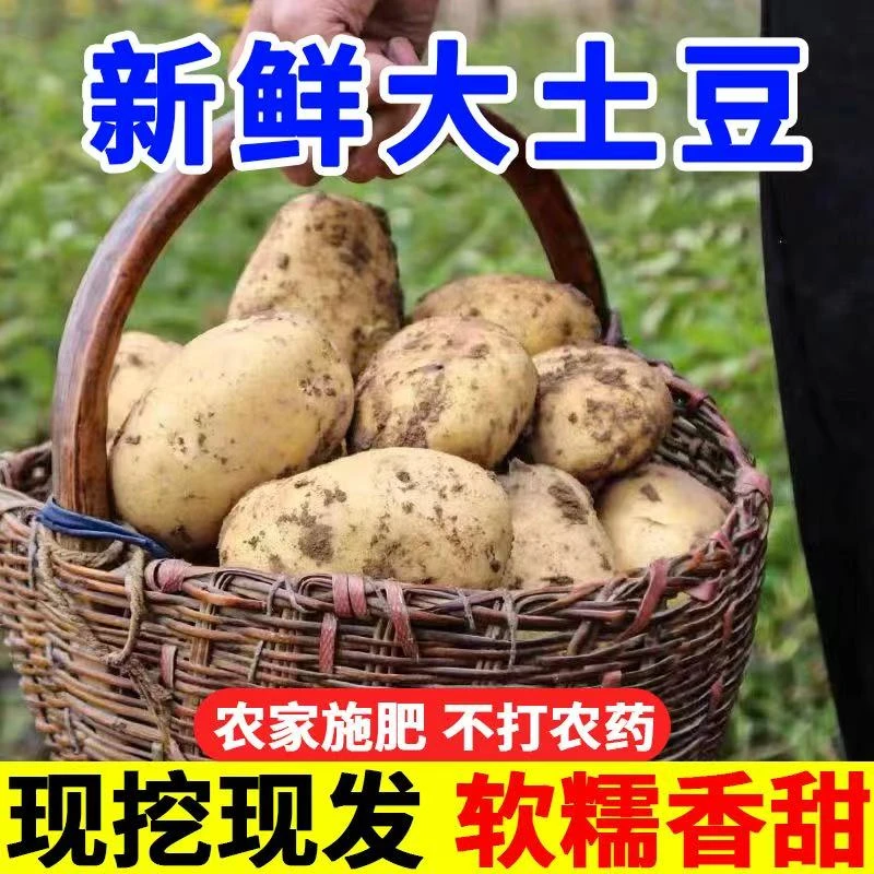 贵州新鲜黄心土豆黄心洋芋新鲜土豆威宁老品种米拉洋芋