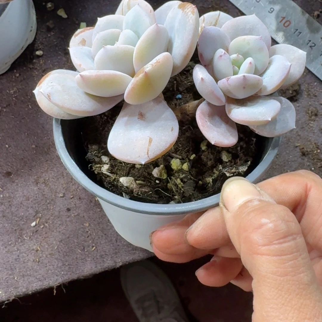 Y***艳韩版奶茶双头一物一拍