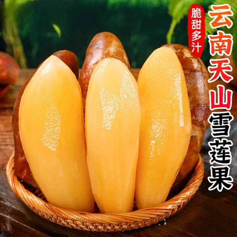 【雪莲果正宗水果黄心云南种子】新鲜雪莲果种子天山雪莲果优质种子