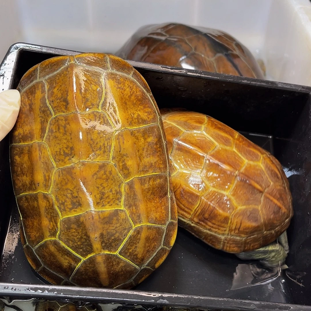 中华草龟公母搭配