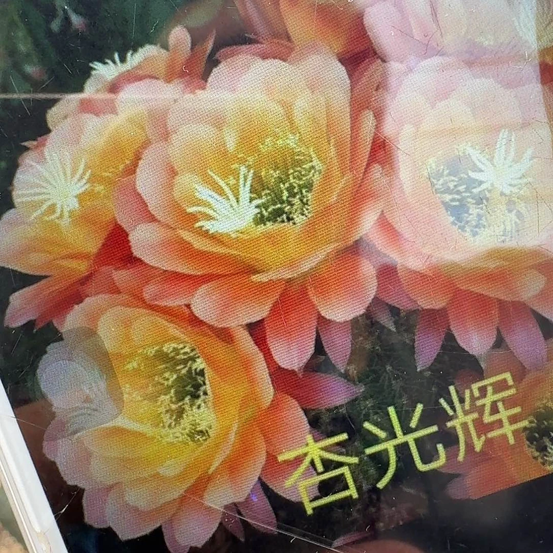 杏光辉带根高8公分毛花柱