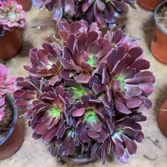 花纳13.8脱土发货了