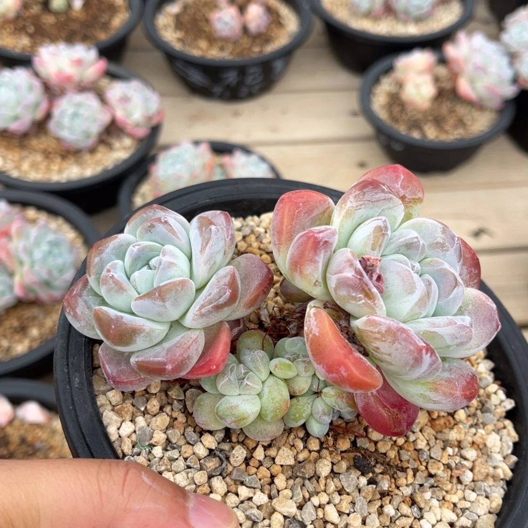 一物一拍满68包邮