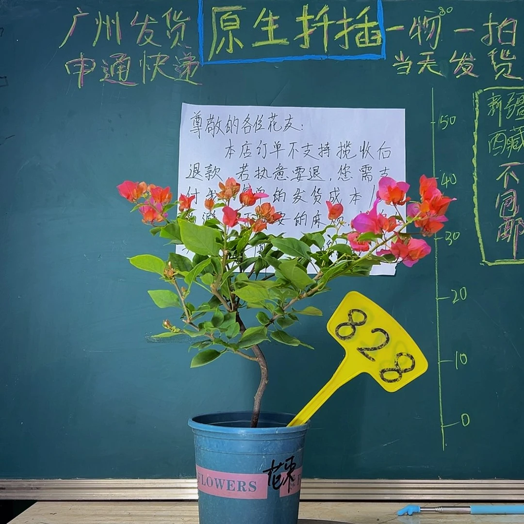 当前无花栽培后可以开花 弯杆  热带花束 有瑕疵 828
