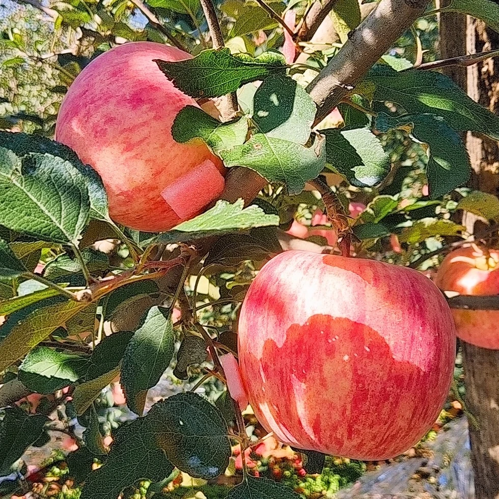 【原产地直发】烟台栖霞苹果红富士脆甜多汁水果5-10斤整箱包邮
