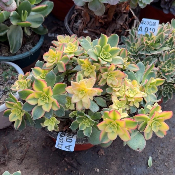 满20包邮，6艳日辉叶子黑斑正常