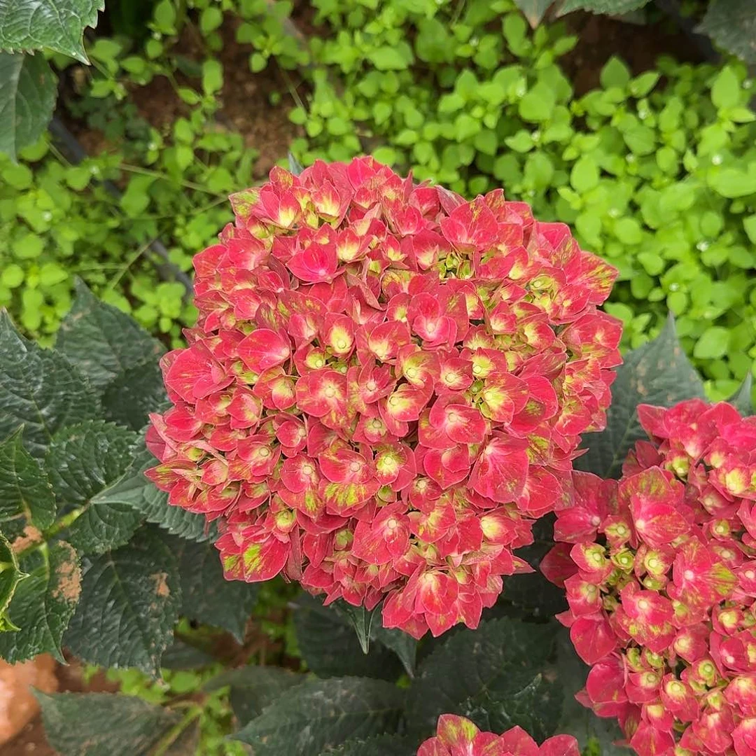 180 号！3支起顺丰空运包邮