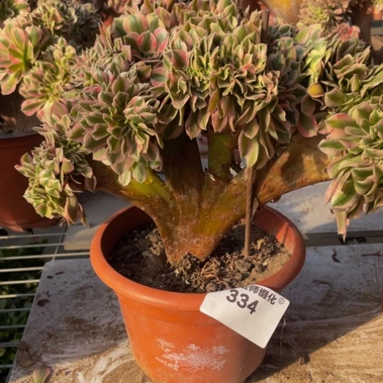 334，粉女巫缀包邮