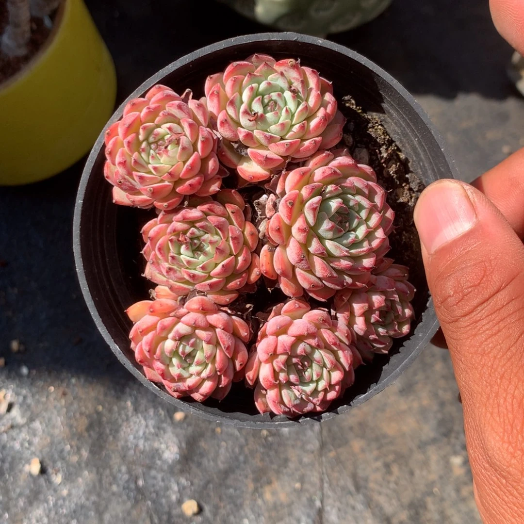 我们的产品也越来越难